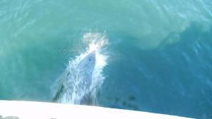 Dolphin! Photo is from a video so not best quality but still!